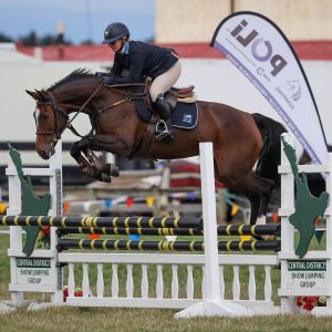 Horse for sale: SUPERB 6YO SHOWJUMPING MARE 