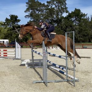 Horse for sale: Quality Young Sporthorse