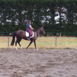 Horse for sale: Lovely 3 y old Hanoverian filly