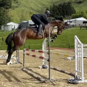 Horse for sale: Amazingly competitive and talented 