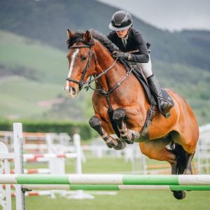 Horse for sale: NZ’s Best 7 year old
