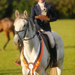 Warmblood x