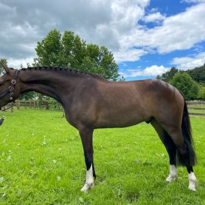 Horse for sale: Rising Star by FRESCO
