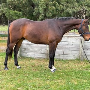 Horse for sale: LVPH FURST LOVE SHINING STAR