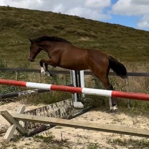 Horse for sale: Exceptional Athletic prospect