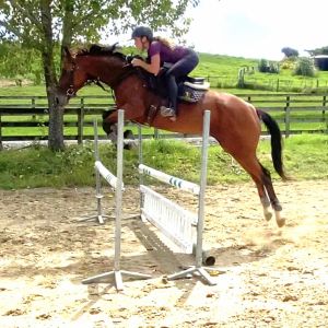 Horse for sale: Super star in the making 