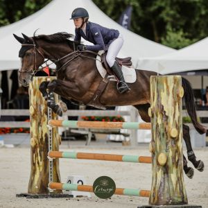 Horse for sale: POTENTIAL PLUS SHOW JUMPER