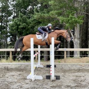 Horse for sale: Lovely Allrounder