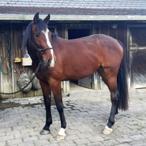 3 yr old Capatino filly