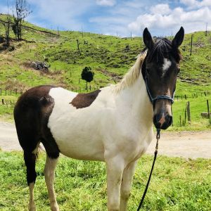 Horse for sale: Holsteiner/gisbornebred cross 