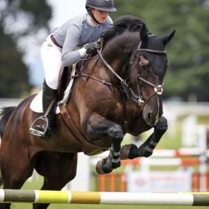 Windermere LionHeart -  Ideal Young Rider/Pro Am horse