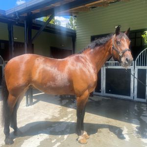 Horse for sale: Lovely Warmblood Gentleman
