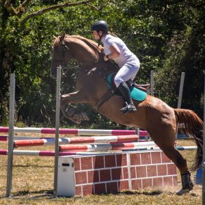 Horse for sale: Wonderful all rounder 