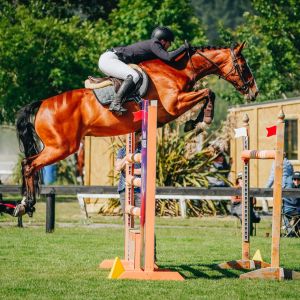 Horse for sale: Ultimate Junior/pro am/young rider 