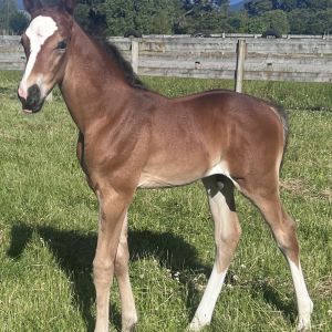 Horse for sale: Quality ES Centavos weanling 