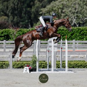 Horse for sale: Haupouri Ferrari NZPH 
