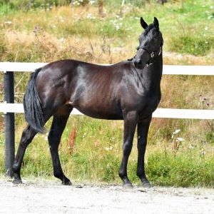 Horse for sale: Astek Youngster