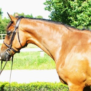 Horse for sale: STAND OUT 3 YEAR OLD GELDING