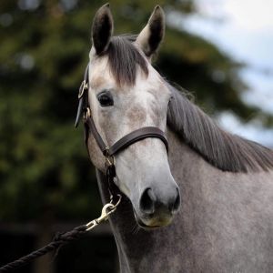 Horse for sale: Zirocco Blue x Lansing mare