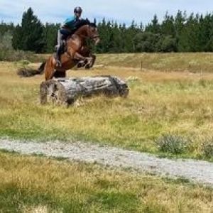 Horse for sale: Exciting show jumper/ eventer