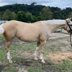 Horse for sale: Palomino Mare ( Tiger Lily)