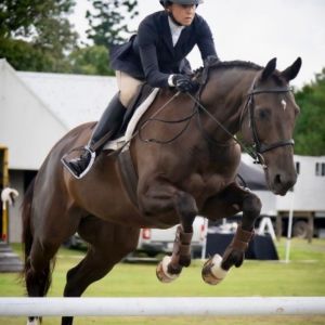 Horse for sale: ELEGANT, SCOPEY SPORTHORSE