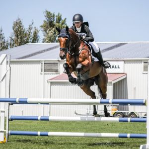 Horse for sale: Super SJ/ Amateur rider mount 