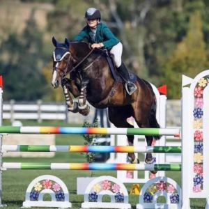 Horse for sale: Successful & stunning Junior/ Young/ Pro-am/ Amateur horse