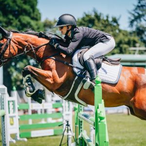Horse for sale: Junior/Young Rider mount. 