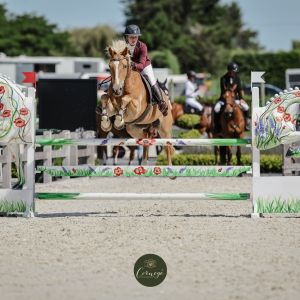 Horse for sale: Gorgeous Golden Jumper