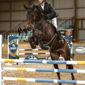 Horse for sale: Talented 6yo Mare by Glasgow Van 'T Merelsnest