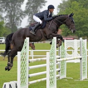 Danny Cool KV - 2017 NZ Hanoverian by Diacontinus