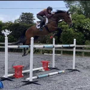 Horse for sale: Top SJ potential!
