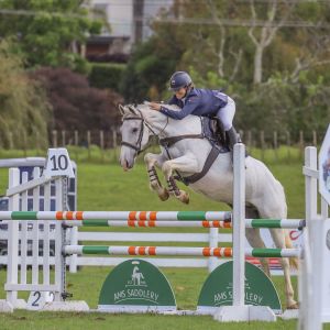 Horse for sale: Safe fun and competitive all-rounder
