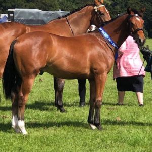 Horse for sale: Outstanding Rising 2 year old by ES Kalaska