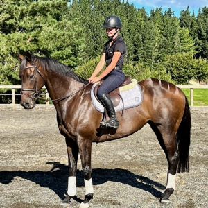 Horse for sale: Beautiful TB Gelding