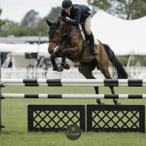 Horse for sale: Serious Future Superstar 