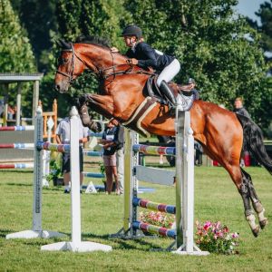 Horse for sale: Experienced Junior Rider Mount