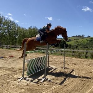 Horse for sale: Ultimate Junior/Am rider!