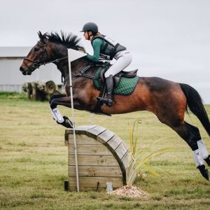 Horse for sale: Eventing School Master