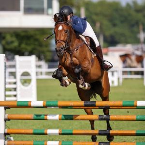 Horse for sale: DJ Repicharge Mare out of Belvedere Petal 