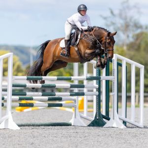 Horse for sale: Exceptionally talented Warmblood with a bright future