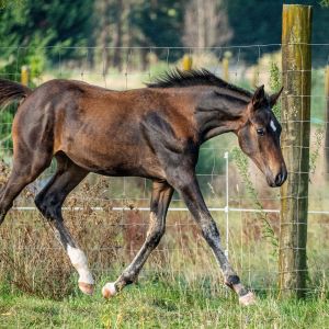 STUNNINGLY BEAUTIFUL DRESSAGE WEANLING By SWE DEMPSEY