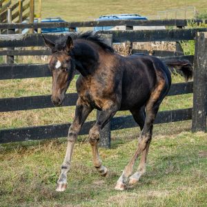 Horse for sale: MODERN DRESSAGE COLT BY SWE DEMPSEY