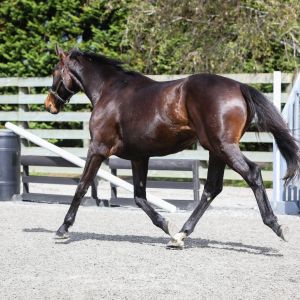 Horse for sale: 4yr Premium SJ Hanoverian Gelding 