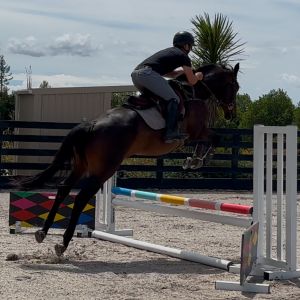 5yr Hanoverian Gelding 