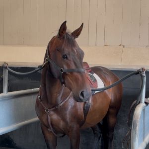 5yr Hanoverian Gelding 