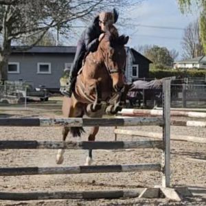 Horse for sale: Affordable ProAm/ Junior Rider Mount 