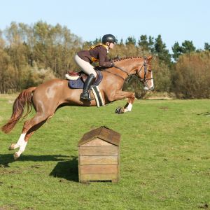 Horse for sale: Seriously Stunning 6YO Jumper/Hunter