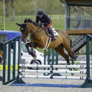 Horse for sale: MOVEMENT, SCOPE & TEMPERAMENT